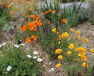A Canada Garden gravel space with clusters of orange California poppies, white flowers, purple spikes, and lush green foliage.