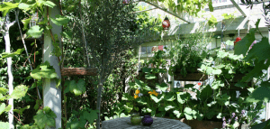 A wooden table with two small vases sits under a pergola, surrounded by lush green plants and vines in a sunlit garden, evoking the charm of natural 3D designs.