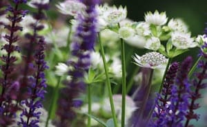 Purple and white wildflowers with green stems growing close together, captured in a soft-focus outdoor setting, evoke the delicate beauty often seen in nature-inspired 3D designs.