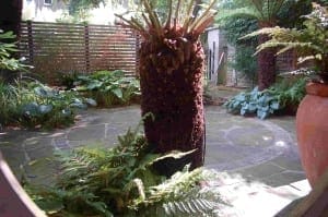 Small garden with a stone patio, ferns, leafy plants, a trimmed palm trunk in the center, and a wooden horizontal fence—like an open-air green room. Sunlight filters through trees onto a potted plant on the right.