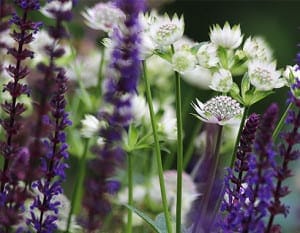 Close-up of white astrantia flowers and purple salvia blooms in a garden, with greenery in the background, showcasing nature's artistry with details reminiscent of delicate 3D designs.