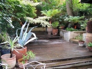 A wooden patio deck surrounded by potted plants and ferns, featuring Eastern Exotic greenery and large leaves in a shaded garden setting.