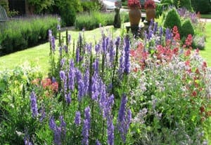 A garden bed with tall purple and pink flowering plants bordered by green grass and topiary shrubs, evoking the charm of Traditional Gardens in a beautifully landscaped setting.