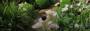 A stone garden path winds through flowerbeds with white, pink, and dark purple tulips, green shrubs, and grasses—inviting a Garden Search for hidden beauty along the way.