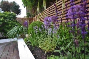 A landscaped garden bed with blooming purple flowers, green shrubs, and a wooden slat fence features a floating bench next to a curved wooden deck and white edging.
