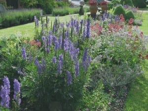 A garden with lush green grass, clusters of tall purple flowers buzzing with bees, and pink flowering plants bordered by shrubs and potted plants in the background.