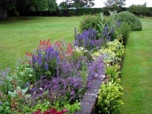 A colorful garden border with various flowering plants and greenery beside a neatly mowed lawn, attracting bees with its vibrant blooms.