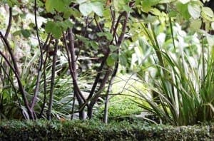 A lush garden with small trees, leafy shrubs, green grasses, and dense foliage in natural light, where neatly trimmed hedges rise like tiny green pyramids throughout the landscape.