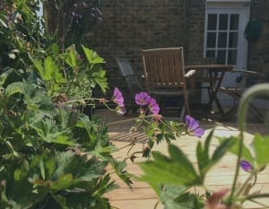 Purple flowers in the foreground with graceful Acers nearby, a wooden patio set, and a brick wall in the background, all illuminated by sunlight.