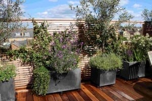 Planter boxes with various green and flowering plants line a wooden deck, creating a framed view against the slatted wooden privacy screen in the background.