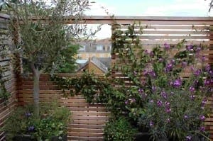 Wooden slatted fence with green climbing plants and purple flowers in planters creates a framed view on a rooftop terrace, with city buildings visible in the background.