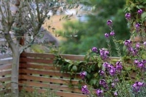 Purple flowers growing in front of a wooden slat fence create a framed view, with a leafy tree and blurred greenery in the background.