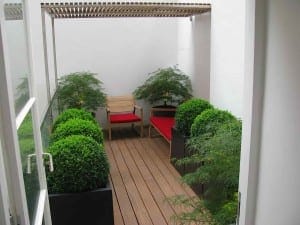 A small patio with wooden flooring features box-shaped green bushes, two wooden benches with red cushions, and tall potted Acers, all sheltered beneath a slatted pergola roof.