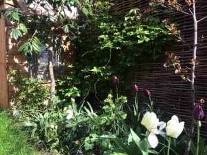 A charming cottage garden corner with leafy plants, white and purple tulips, a small tree, and a wooden fence woven with branches glowing in the sunlight.