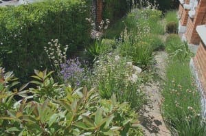 A narrow garden path winds through a lush Cottage Garden, bordered by dense green shrubs, flowering plants, and tall grasses alongside a brick house on a sunny day.