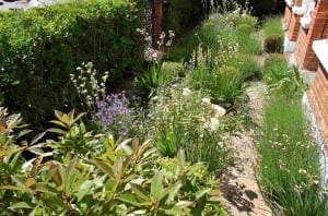 A narrow front garden path bordered by dense green shrubs, grasses, and a variety of flowering plants in a residential area.