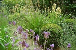 A front garden with neatly trimmed round shrubs, tall green grasses, and purple and white flowering plants.