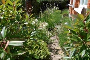 A narrow front garden path bordered by dense green foliage and flowering plants runs beside a brick house in bright sunlight.