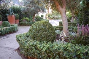 A neatly landscaped garden features trimmed box hedges, round shrubs, tall potted plants, olive trees, and a paved pathway.