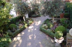 A stone pathway divides a neatly landscaped garden with trimmed box hedges, topiary, purple flowers, olives, and small trees in planters.