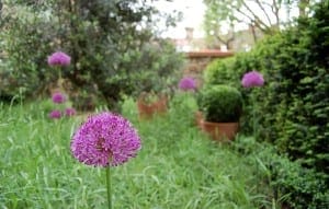 Purple allium flowers stand tall in a grassy garden, bordered by green box shrubs and potted plants, with bright sunlight highlighting the scene—perfect for relaxing outdoors with olives nearby.