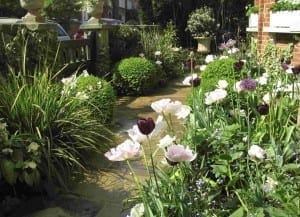 A garden path bordered by lush green bushes and a variety of blooming flowers, including pale pink and dark purple tulips, captures the charm of a sunny Cottage Garden day.