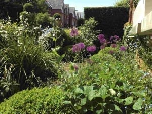 A charming cottage garden with green bushes, tall grasses, and purple flowers in bloom, set against brick houses and hedges under a clear sky.