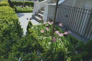 A small cottage garden with pink and dark purple tulips is bordered by neatly trimmed hedges in front of a building with stairs and a black metal fence.