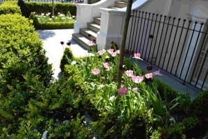 A small Italianate garden with pink and dark purple tulips, green shrubs, and a white staircase behind a black metal fence in sunlight.