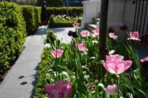 A garden in Italianate Garden style, with blooming pink, white, and dark tulips, lines a paved walkway bordered by green hedges and a white staircase railing.