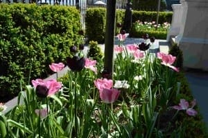 Pink and dark purple tulips bloom in a sunlit Italianate Garden bed, surrounded by green shrubs and elegant stone structures.