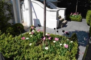 A small Italianate garden bed with pink, white, and dark purple tulips is bordered by neatly trimmed bushes near a white stairway and paved walkway.