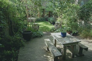 Himalayan birch