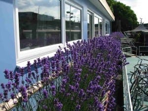 Lavender plants in full bloom line the exterior of a blue houseboat with large windows on a sunny day.