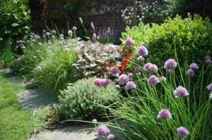 A garden border in oval gardens showcases clusters of purple allium flowers, leafy shrubs, and various green plants, set beside a charming stone path.