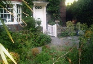 Overgrown garden with various plants, olives, and weeds in front of a brick house, white door, large window, and a small white gate beside a weathered box.