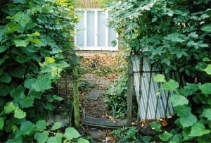 A narrow path with a slate and steel gate leads through dense green foliage toward a white shed or structure in the background.