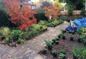 A front garden with potted plants arranged along a paved path, bordered by red-leaved trees and shrubs, with gardening materials and blue tarps on the right side.