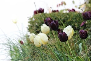 Yellow and dark purple tulips, the result of careful bulb planting, grow among green grass and foliage, with a bright, blurred background.
