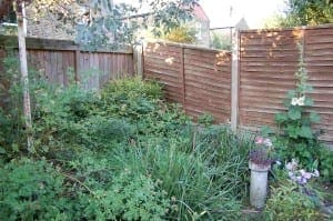 A small backyard garden in Acton with overgrown plants and grass, bordered by wooden fences, features blooming flowers and a concrete plant holder.