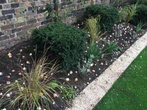 A garden border with small shrubs, ornamental grasses, and scattered seashells, featuring areas for bulb planting beside a gravel path and artificial grass, all set against a brick wall.