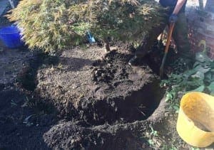 Person using a spade to dig around the base of a small tree in a garden, preparing for renovations, with soil and gardening containers nearby.