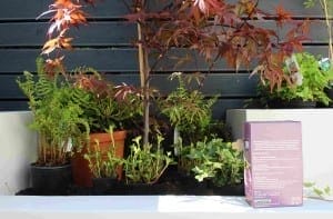 Several potted plants and leafy green foliage, thriving thanks to composting, sit on a white ledge with a purple box to the right, in front of a dark slatted fence.