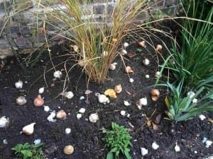 A garden bed with scattered flower bulbs on dark soil, ready for bulb planting, surrounded by grasses and plants in front of a brick wall.