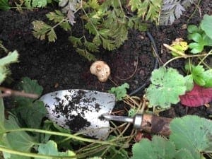 A hand trowel rests on soil near a partially uncovered bulb, surrounded by green leaves and garden plants—perfect for autumn maintenance tasks.