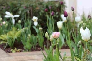 Close-up of a garden bed with blooming tulips in shades of pink, white, and purple—an inspiring result of careful bulb planting—surrounded by green foliage and bordered by a stone path.