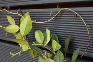 Green vine with elongated leaves climbing horizontally across a dark, grooved panel wall, thriving next to a composting area.