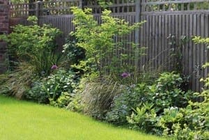 A garden border with a variety of green shrubs and plants growing along a wooden fence, complemented by a well-maintained lawn in the foreground.