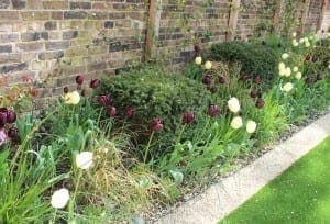 Garden bed featuring bulb planting with dark purple and pale yellow tulips, green shrubs, grasses, and a gravel path running beside a brick wall.