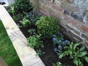A small raised bed garden with a variety of green plants and blue flowers, bordered by a brick wall and a wooden edge.